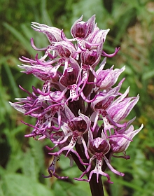 Monkey Orchid – Orchis simia